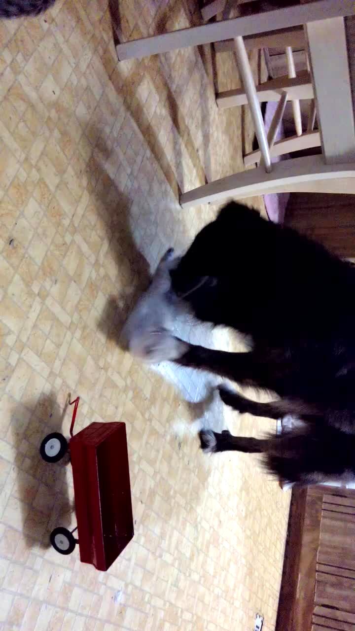 Video thumbnail showing: A kitten cat climbs in a small wagon and a dog tips the wagon over with its nose.