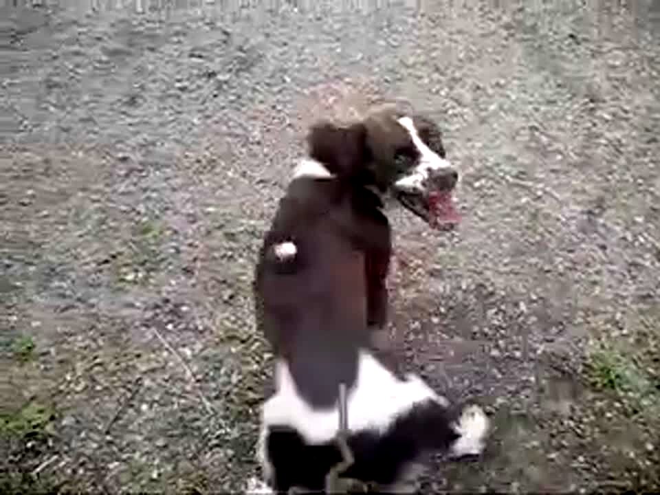 Video thumbnail showing: A dog tries to bite the air coming from an air compressor outdoors.