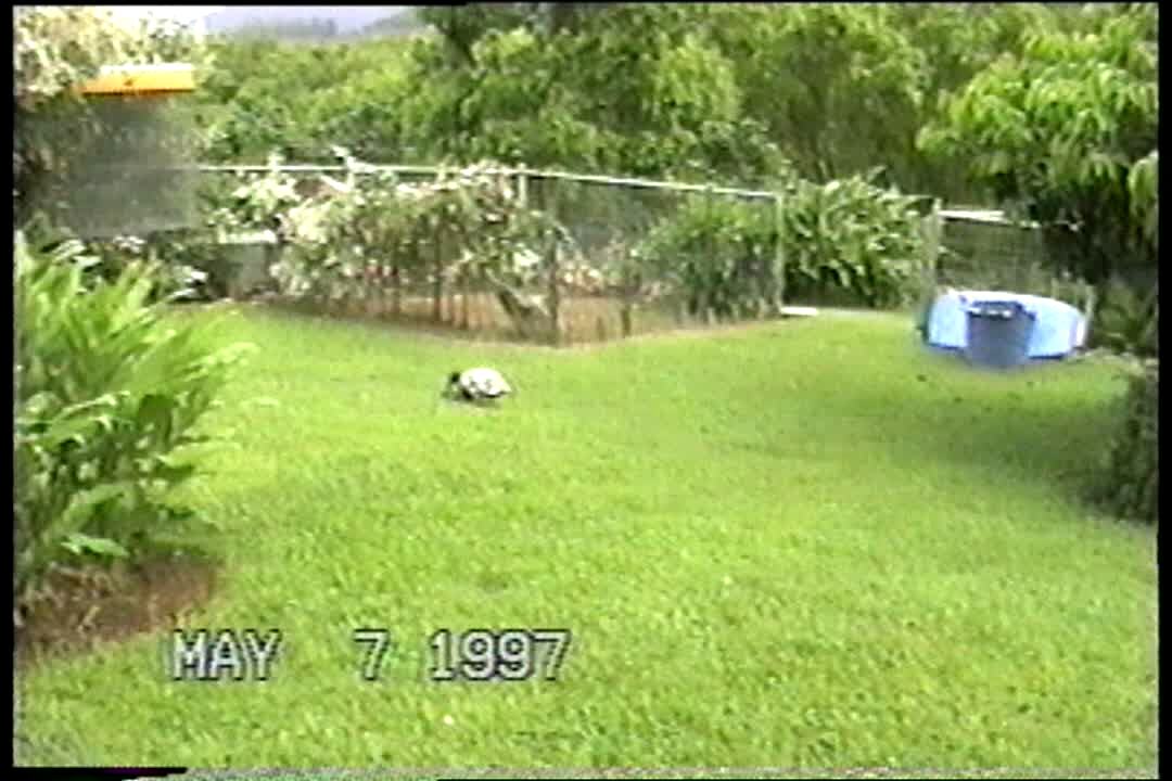 Video thumbnail showing: Duck plays fetch like a dog
