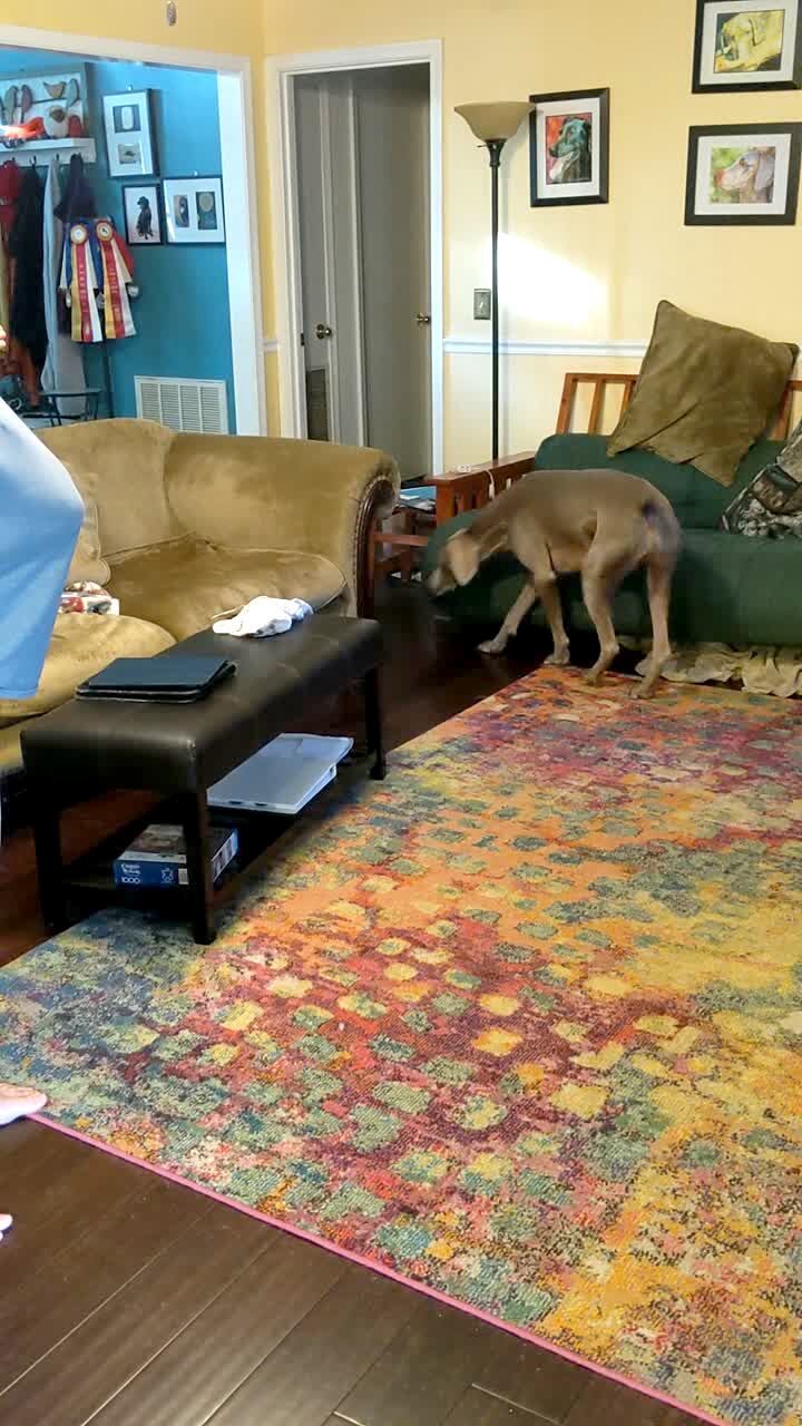 Video thumbnail showing: A man puts a stuffed animal under his shirt and asks a Weimaraner dog where it is. The dog walks around a living room and searches for it.